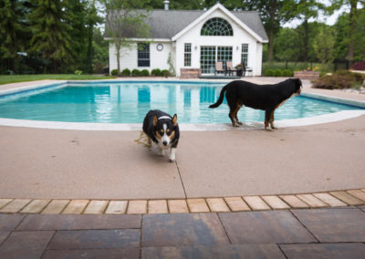 dogs getting out of inground pool